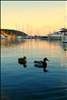 menorcan harbour with ducks